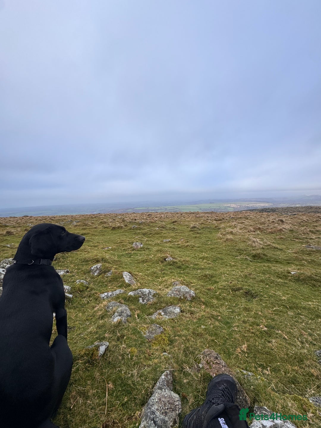 Mixed Breed dogs for sale: Vizsla x Lab  - Advert 2