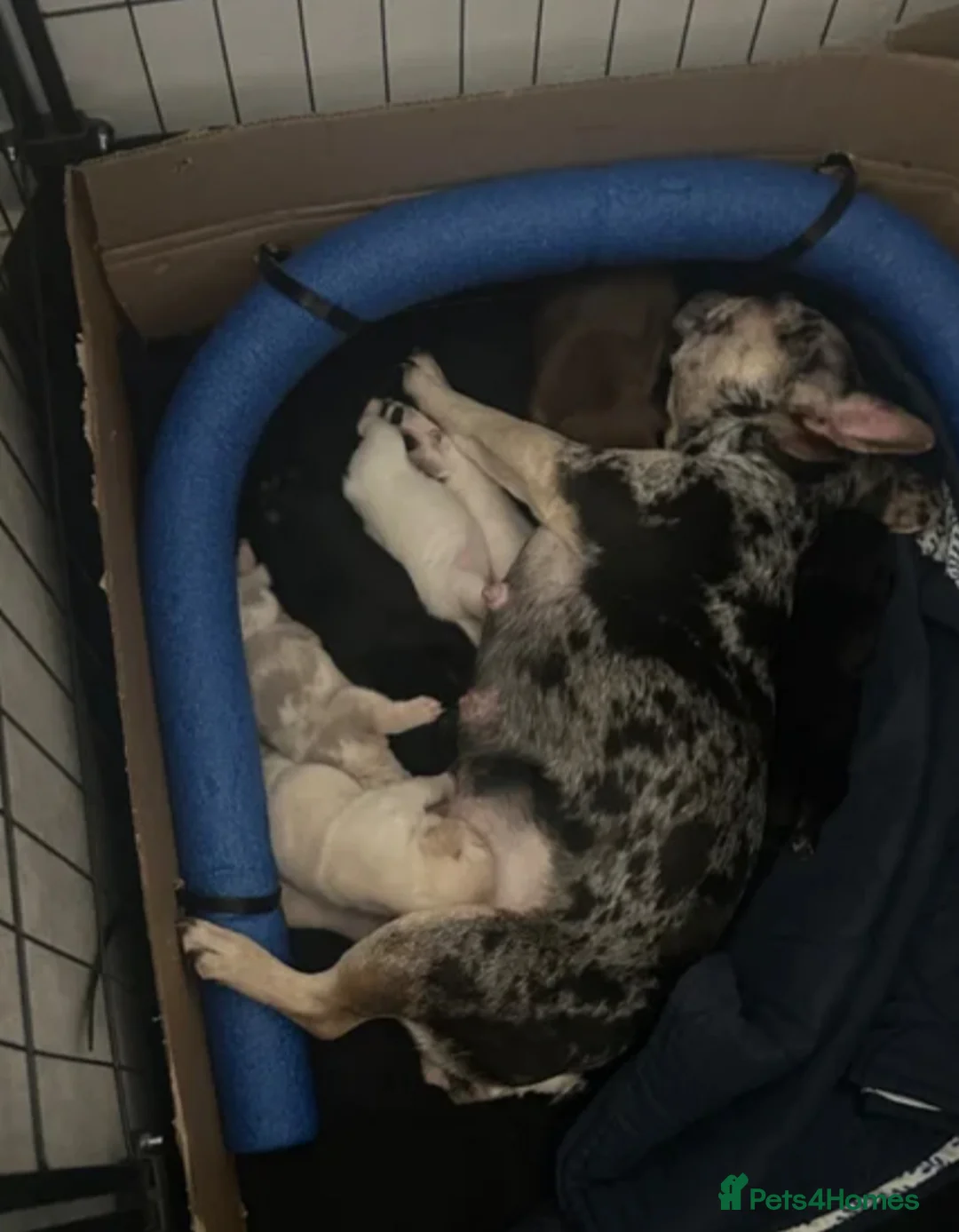 French Bulldog dogs for sale: 14 week old French bulldog puppy  in Sutton-in-Ashfield - Advert 1