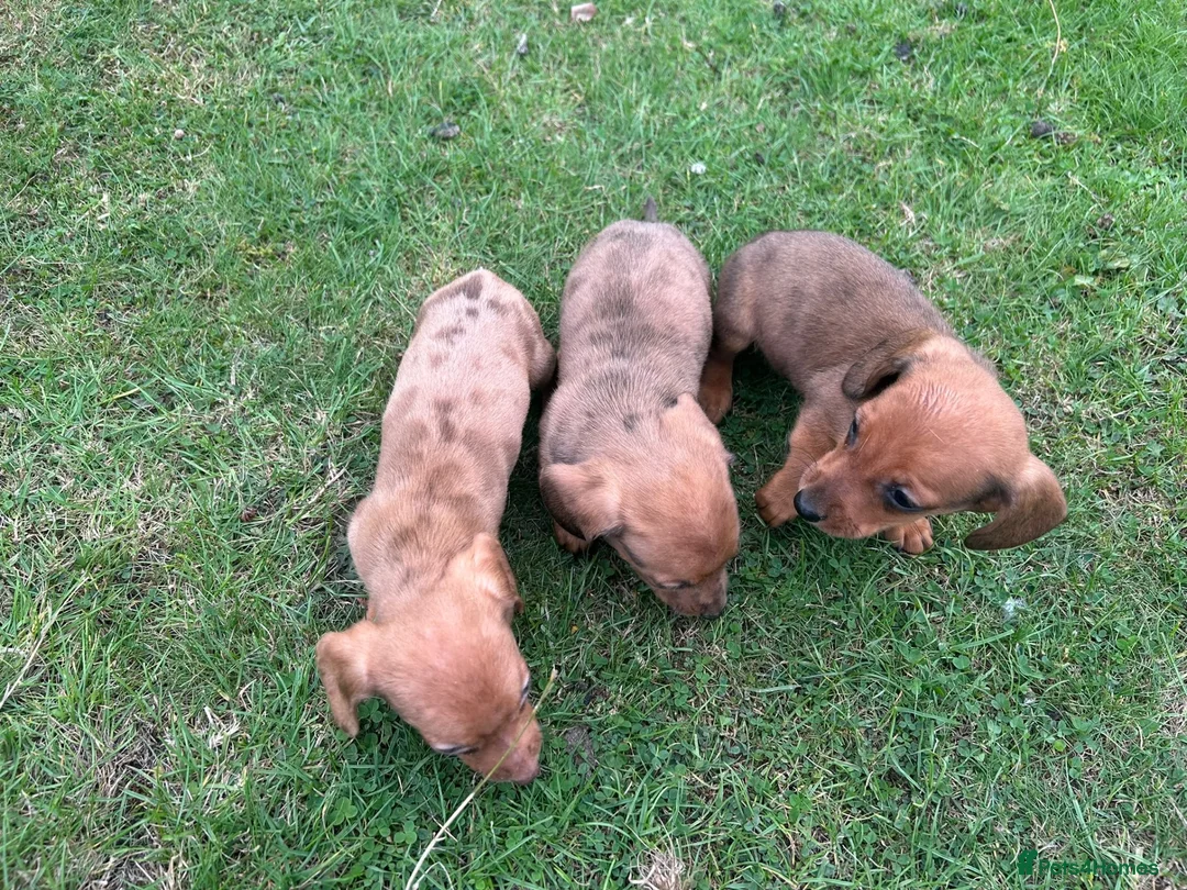 Dachshund dogs for sale: Dachshund puppies stunning red dapple   in Whitby - Advert 2