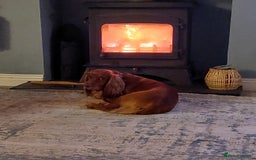 Cocker Spaniel dogs for stud: Pedigree stud   in Gloucester - Image 20