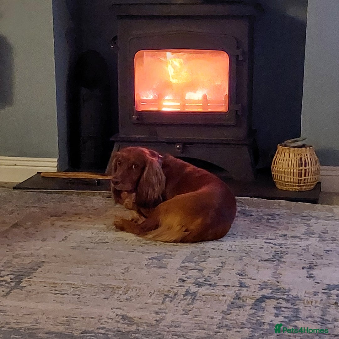 Cocker Spaniel dogs for stud: Pedigree stud   in Gloucester - Image 20