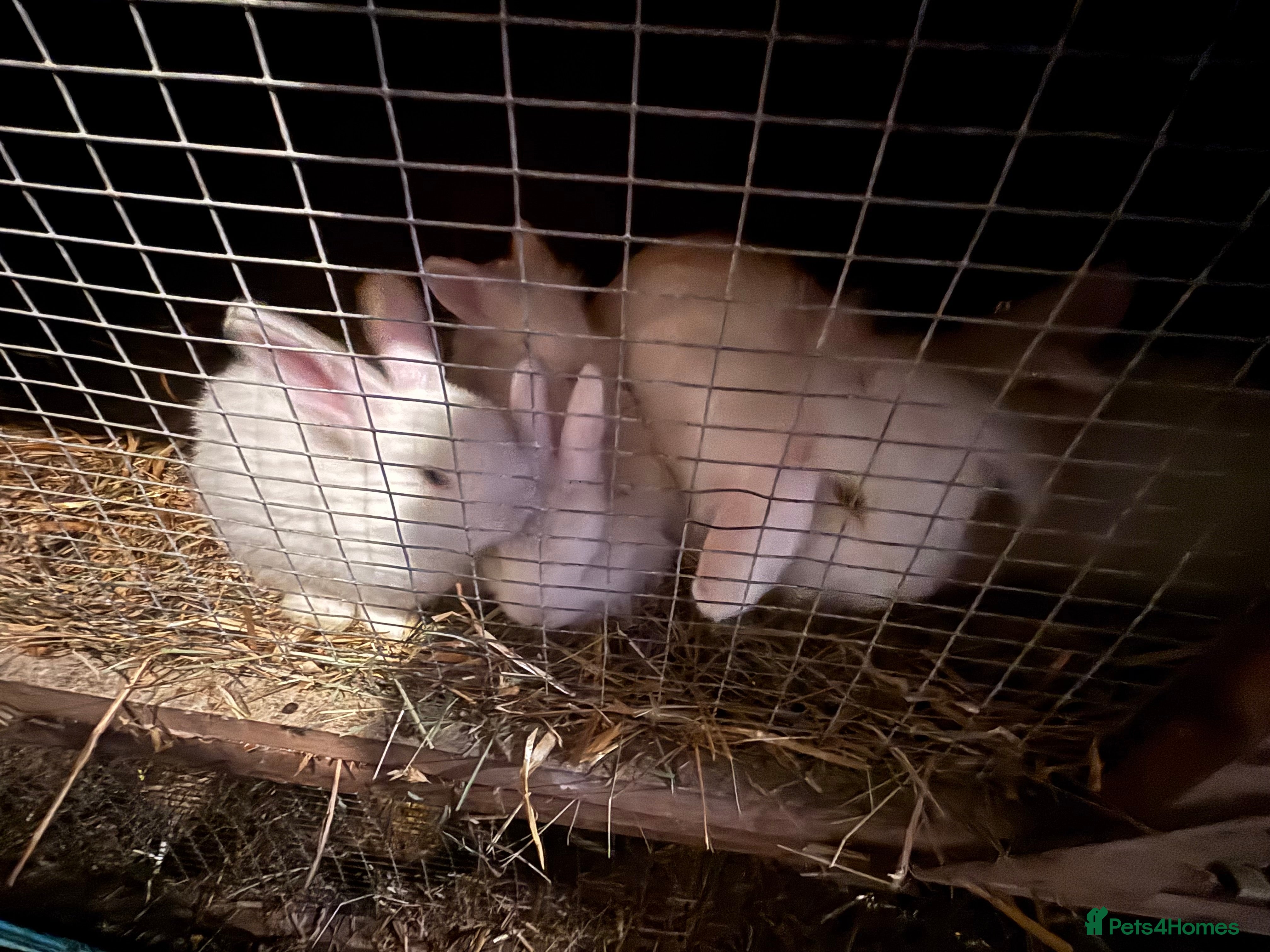 Mixed Breed rabbits Mixed rabbits  - Advert 7