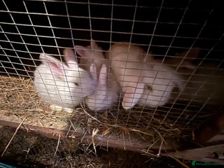 Mixed Breed rabbits Mixed rabbits - Advert 7