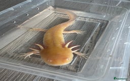Axolotl reptiles for sale: Golden albino axolotl  - Image 1