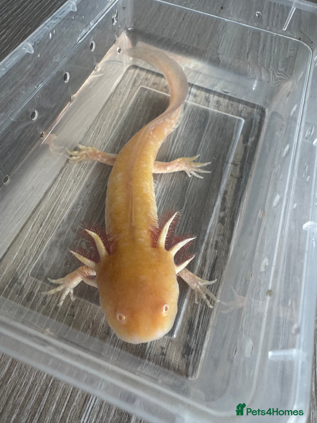 Axolotl reptiles for sale: Golden albino axolotl  - Image 1