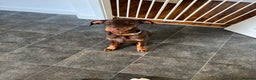 Dobermann dogs for sale: Draco - Advert 4