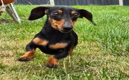 Miniature Dachshund dogs for sale: Loving, Happy Girl looking for loving home  - Image 4