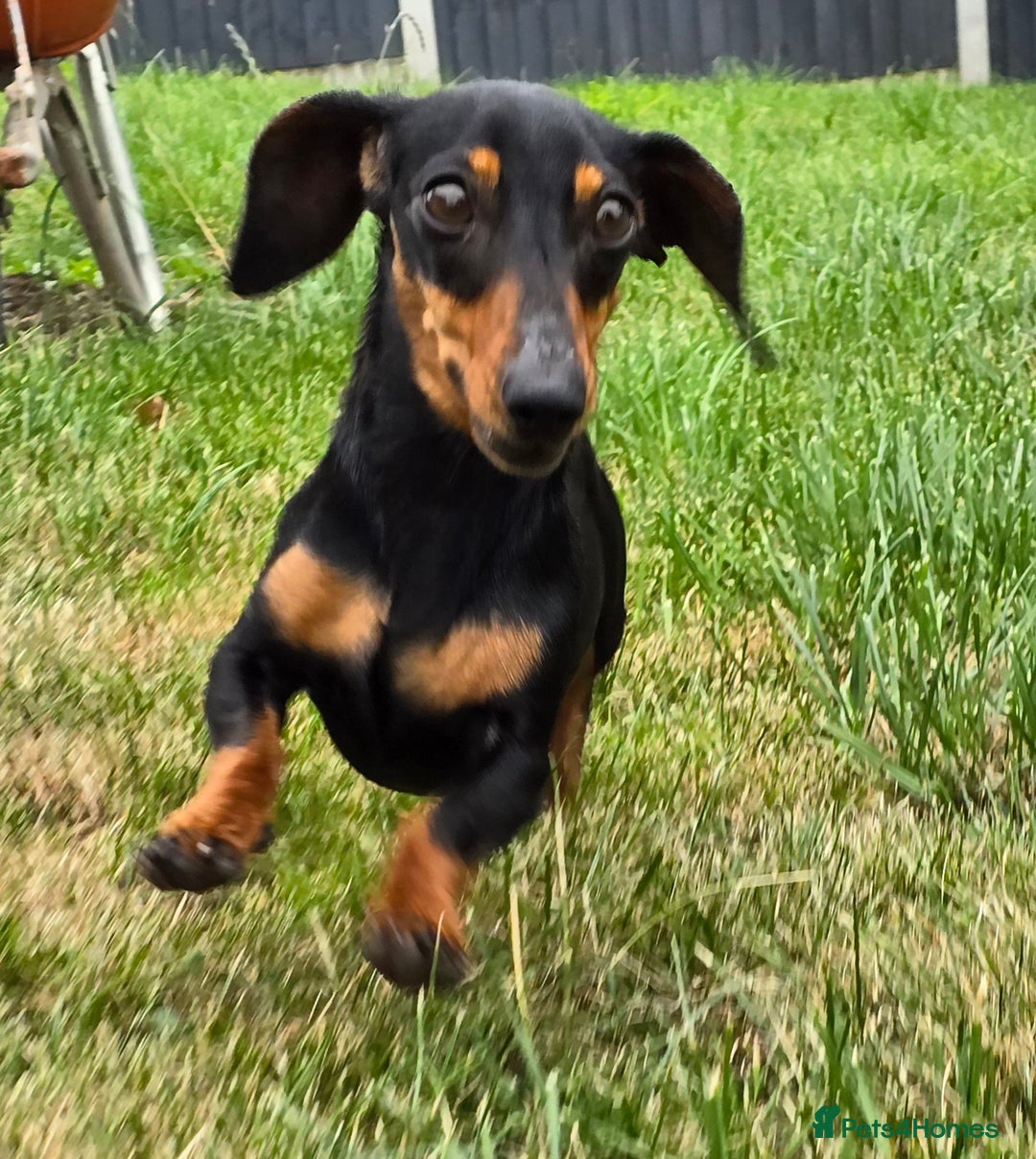Miniature Dachshund dogs for sale: Loving, Happy Girl looking for loving home  - Image 4