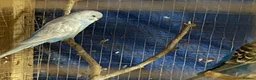 Budgerigars birds for sale: Baby budgies  - Advert 5