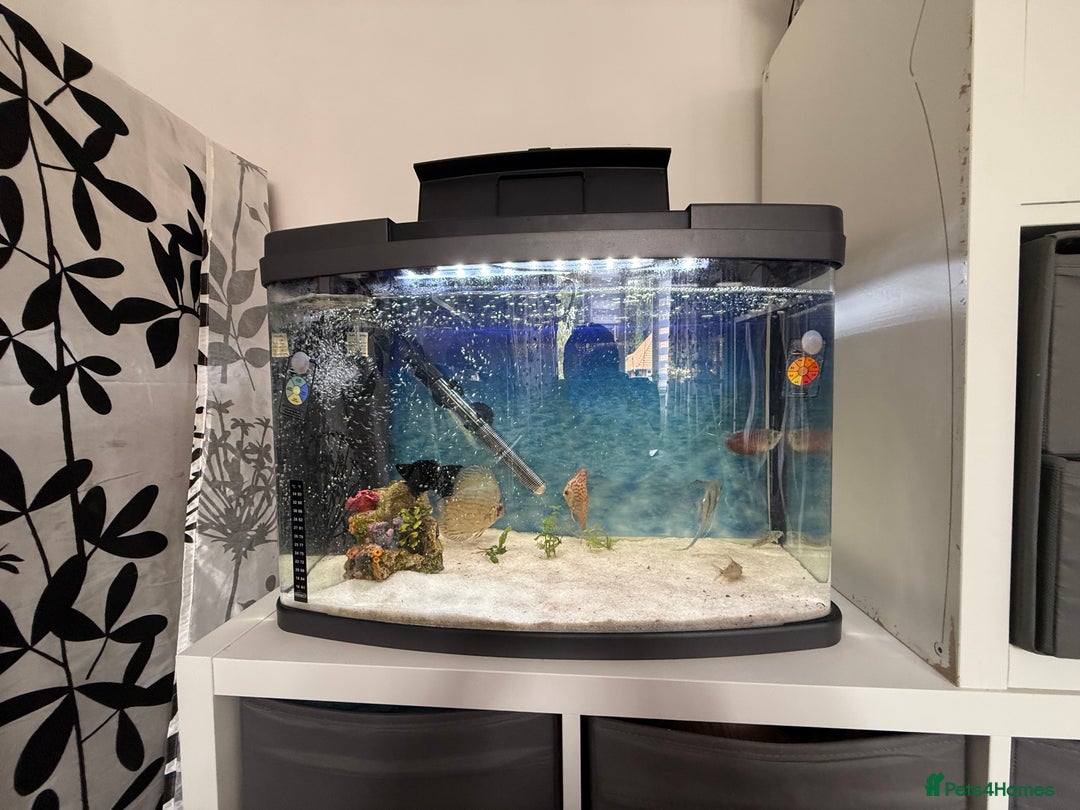Discus fish for sale: 64L Tropical Fish Tank – Full Setup with Fish - Image 3
