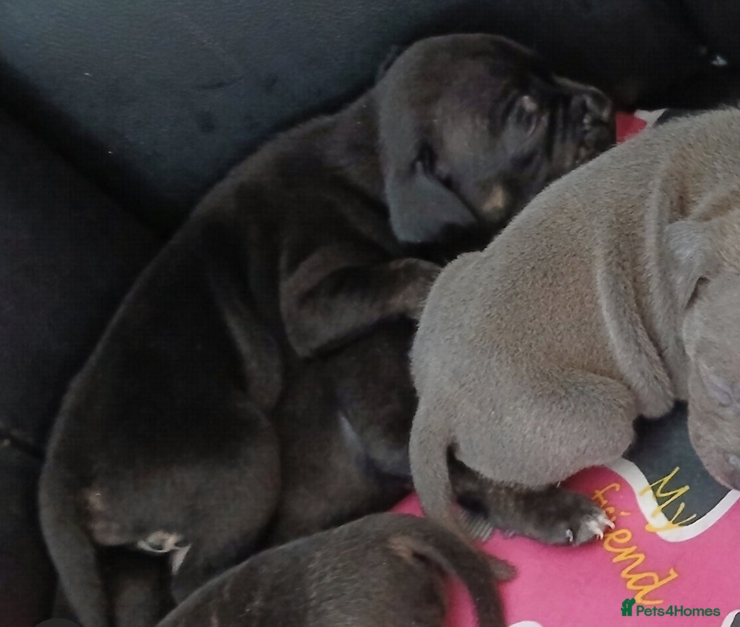 Staffordshire Bull Terrier dogs for sale: Beautiful Staffordshire Bull pups  - Image 3