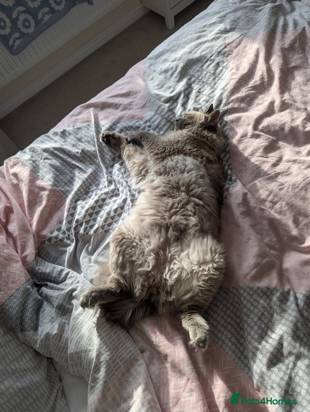 Ragdoll cats for sale: Freddie the ragdoll  - Image 8