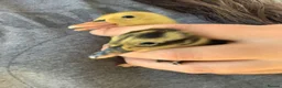 Ducks poultry for sale: Indian Runner - Advert 1
