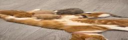 Mixed Breed cats for sale: Beautiful kittens  - Advert 9