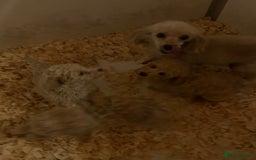 Toy Poodle dogs for sale: Stunning litter of toy poodle puppies  - Image 7