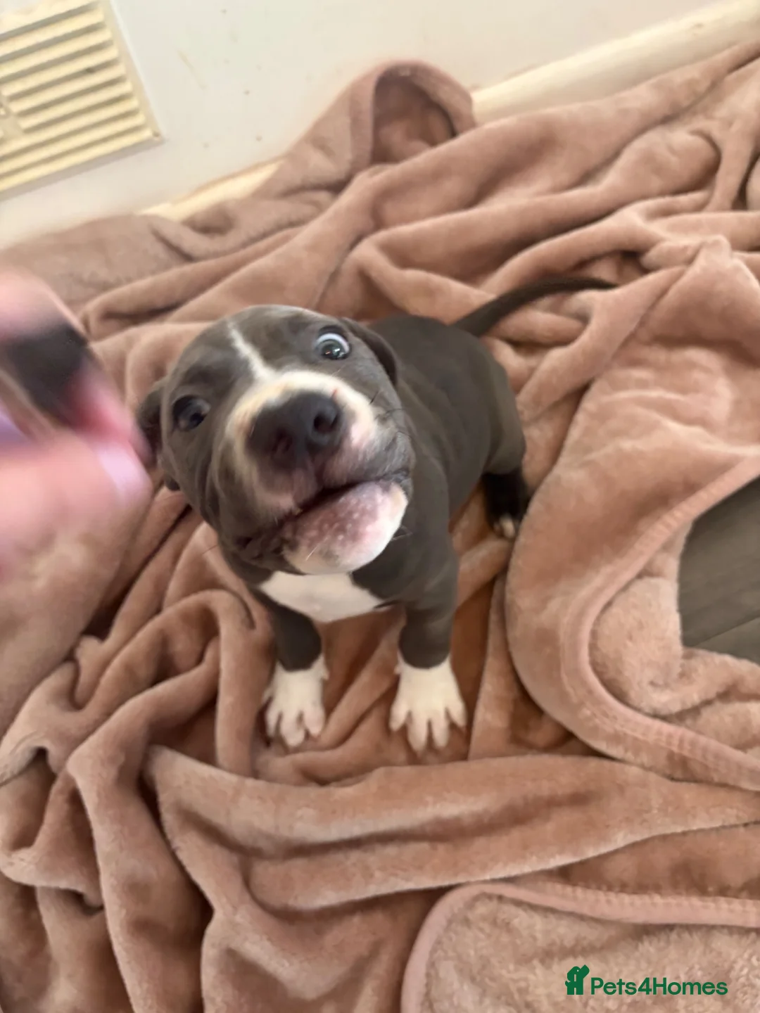 Mixed Breed dogs for sale: Cane Corso cross American staffy pups in Bolton - Advert 10