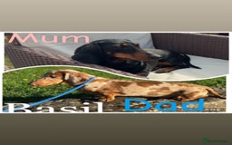 Dachshund dogs for sale: Miniature dachshunds - Image 8