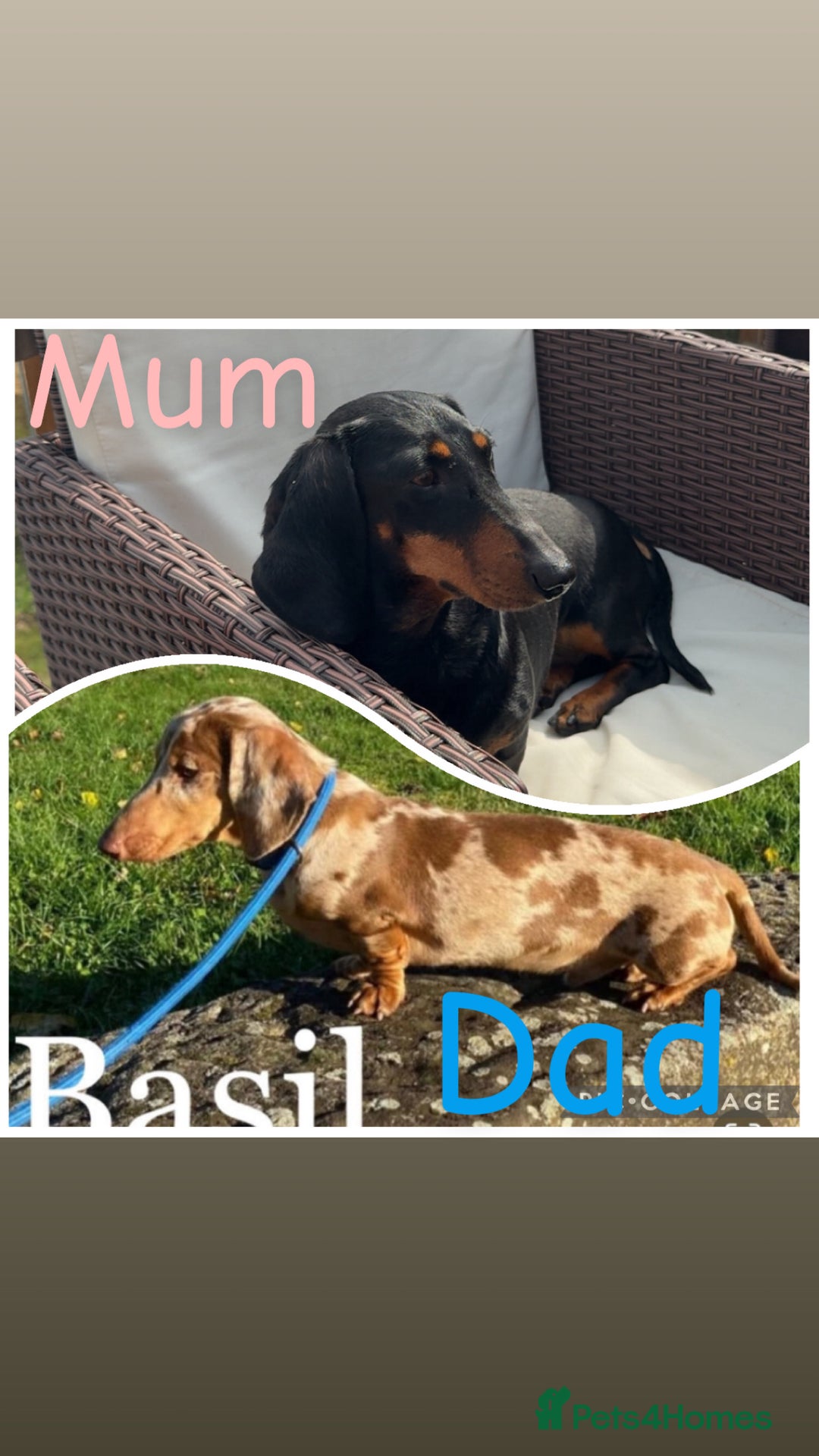 Dachshund dogs for sale: Miniature dachshunds - Image 8