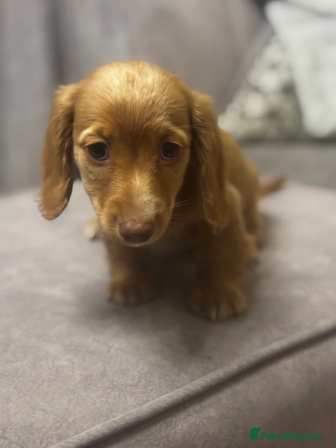 Miniature Dachshund dogs for sale: Long haired cream Puppies  - Advert 27