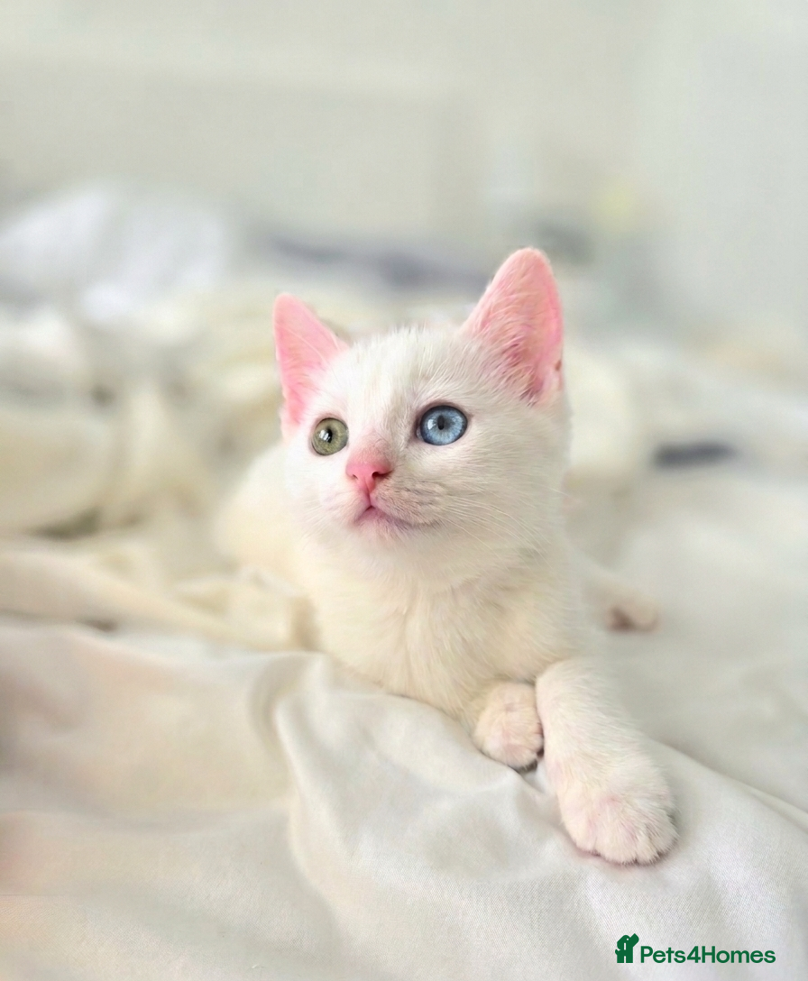Mixed Breed cats  beautiful white kittens ALL RESERVED  - Advert 14