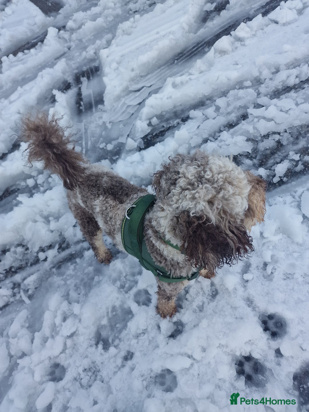 Miniature Poodle dogs for stud: Gorgeous Chocolate Merle Miniature Poodle Stud - Advert 3