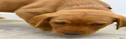 Labrador Retriever dogs for sale: Labrador puppies from a loving family home. - Advert 39