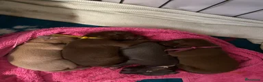 Brown male