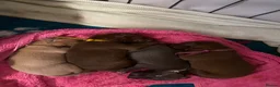 Italian Greyhound dogs for sale: Beautiful Italian greyhound puppies  - Advert 7