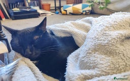 British Shorthair cats for sale: 2 Black Males cats - Image 6