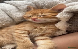 Mixed Breed cats for sale: 5 beautiful kittens ready to go! - Image 11