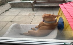 Olde English Bulldogge dogs for sale: Female old English - Image 4