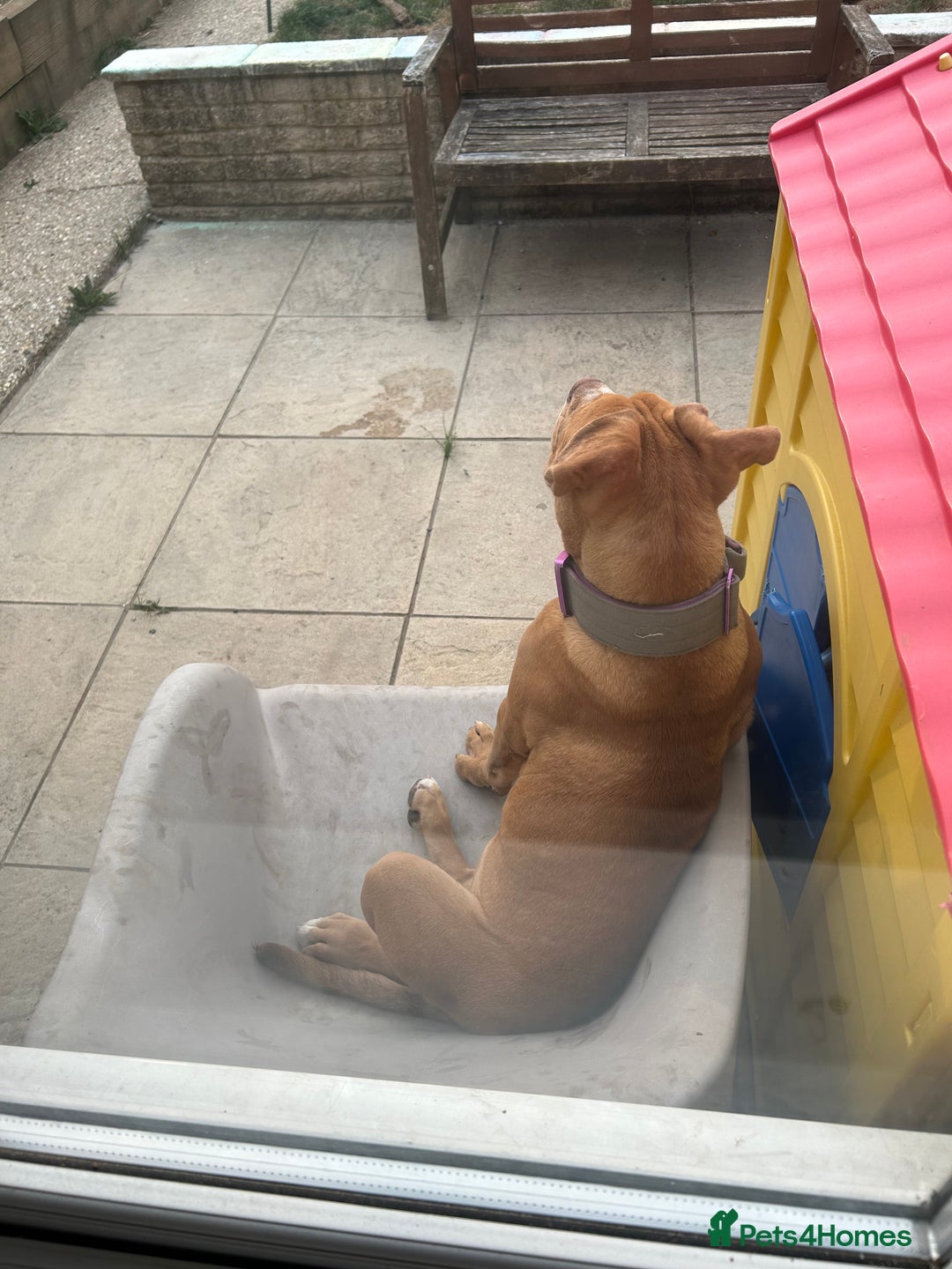 Olde English Bulldogge dogs for sale: Female old English - Image 4