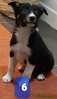 Border Collie dogs Bouncy Border Collies*Ready* - Advert 1
