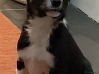 Border Collie dogs Bouncy Border Collies*Ready* - Advert 1