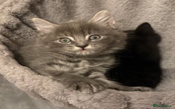 Mixed Breed cats for sale: 3 mixed kittens 😸😸😸 - Image 6