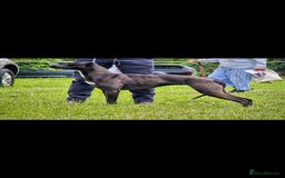 Mixed Breed dogs for sale: Whippet lurcher - Image 6