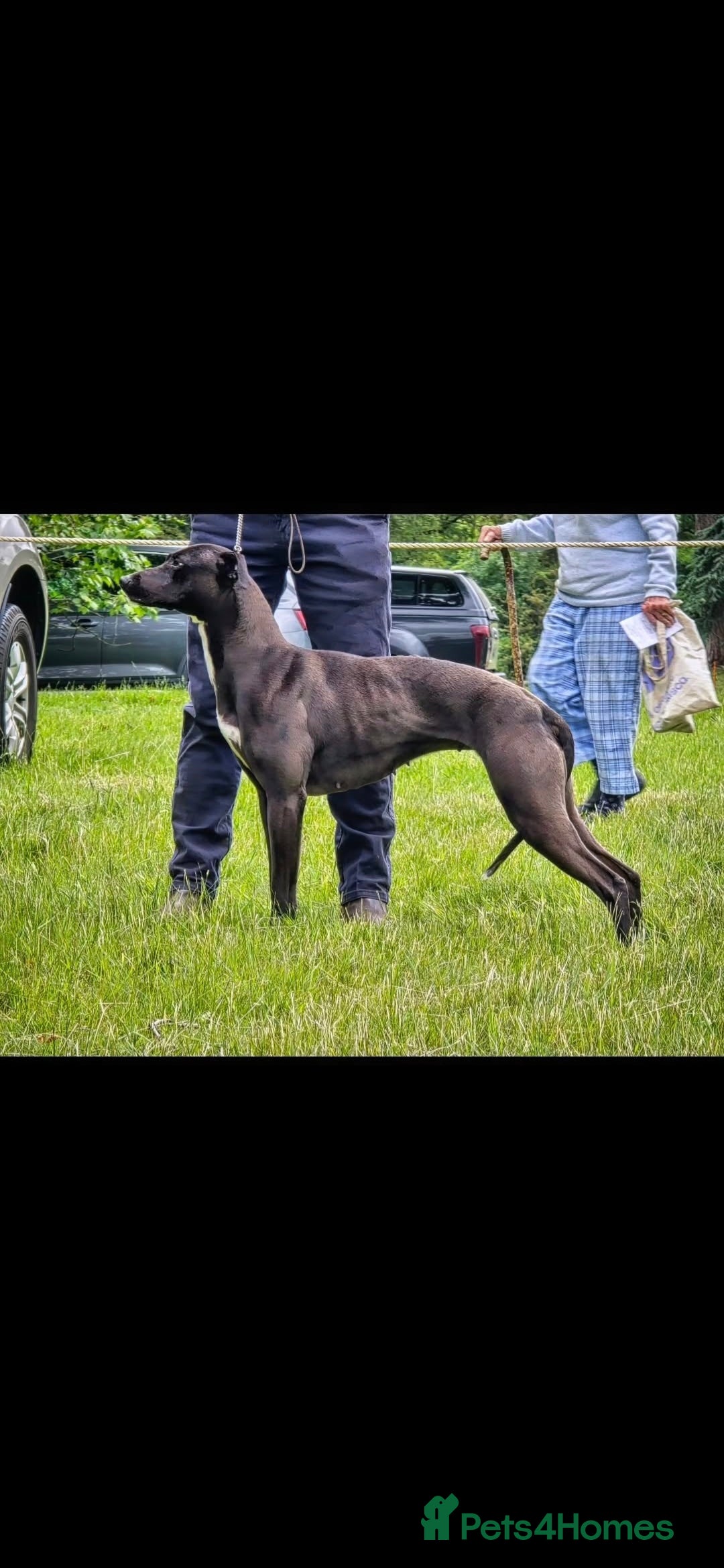 Mixed Breed dogs for sale: Whippet lurcher - Image 6