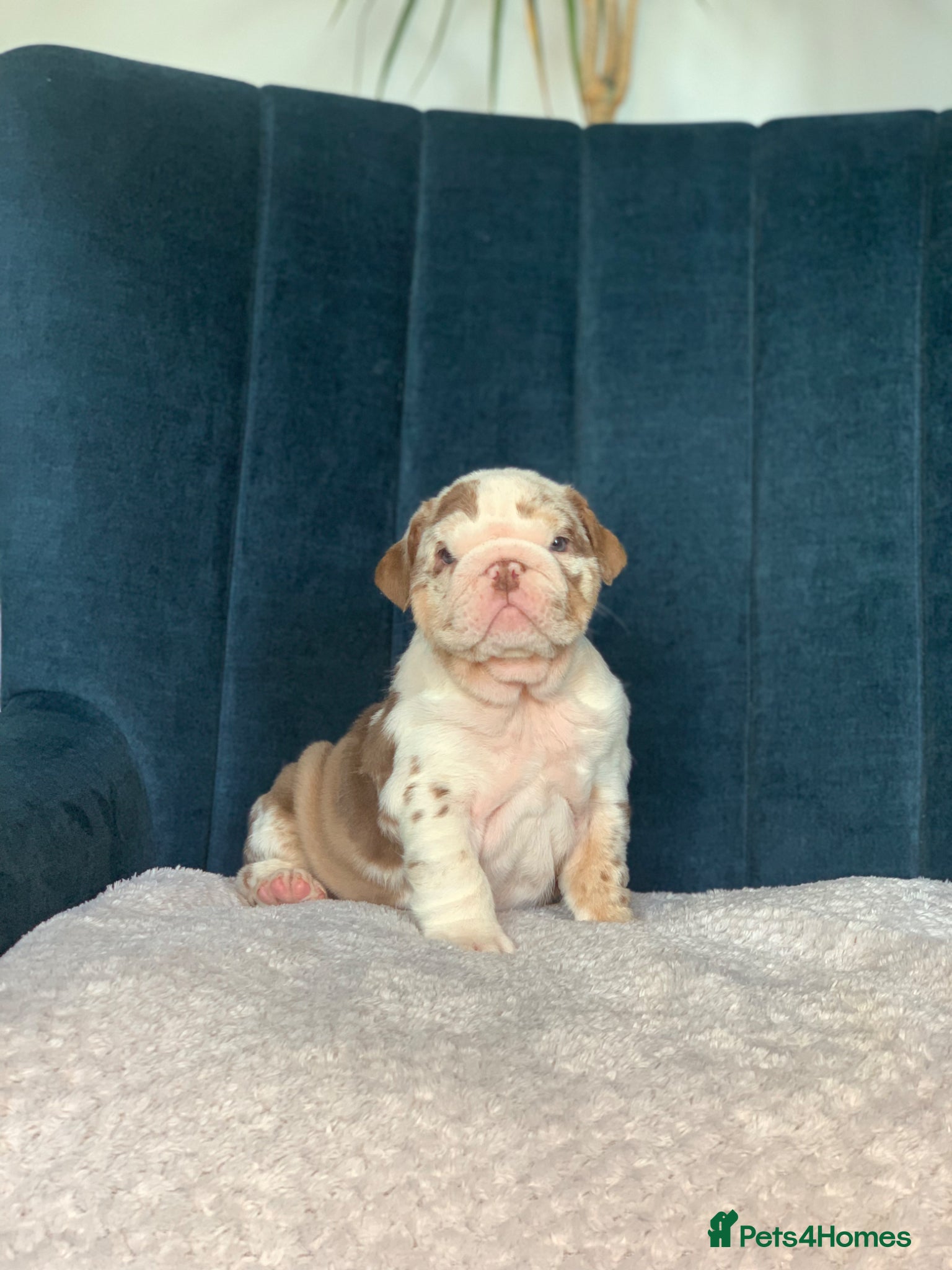 English Bulldog dogs ***READY NOW*** Beautiful bulldog puppies  - Advert 13