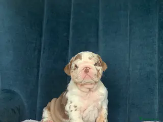 English Bulldog dogs ***READY NOW*** Beautiful bulldog puppies - Advert 13