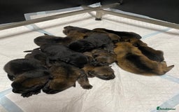 German Shepherd dogs for sale: 🐶 Outstanding Working line GSD puppies 🐶 - Image 3