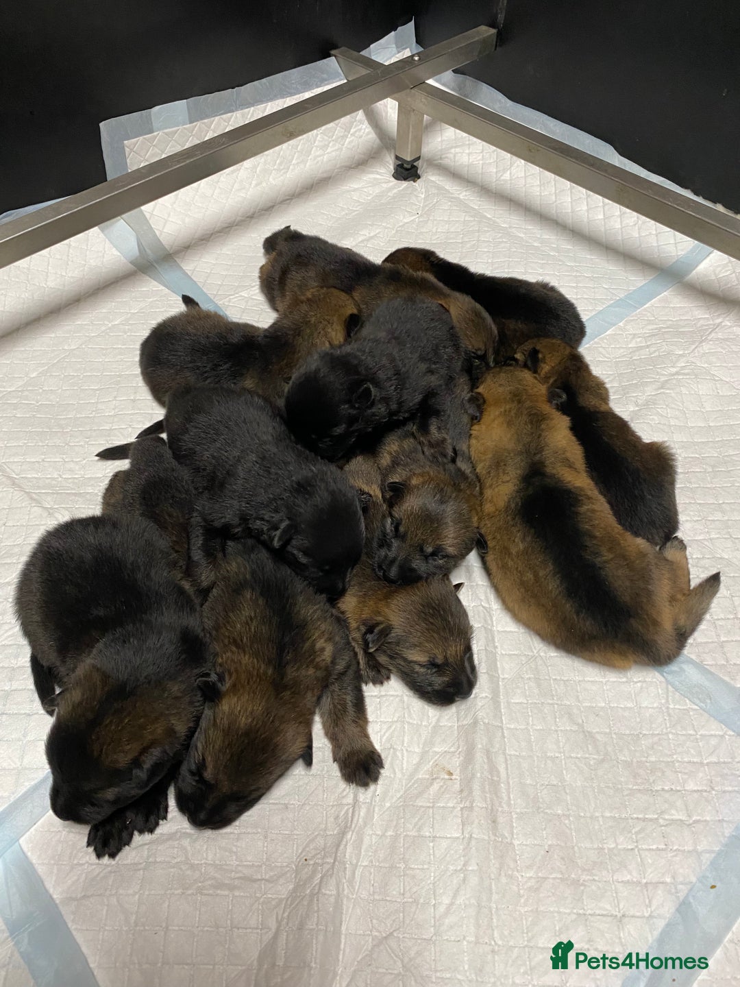 German Shepherd dogs for sale: 🐶 Outstanding Working line GSD puppies 🐶 - Image 3