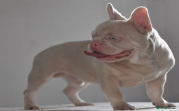 French Bulldog dogs for stud: Omshantipuppies French Bulldog Stud  - Image 5