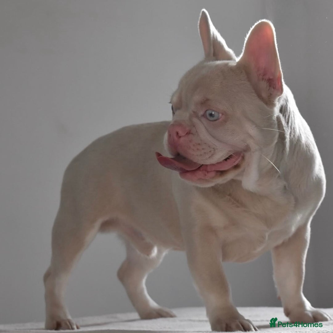 French Bulldog dogs for stud: Omshantipuppies French Bulldog Stud  - Image 5