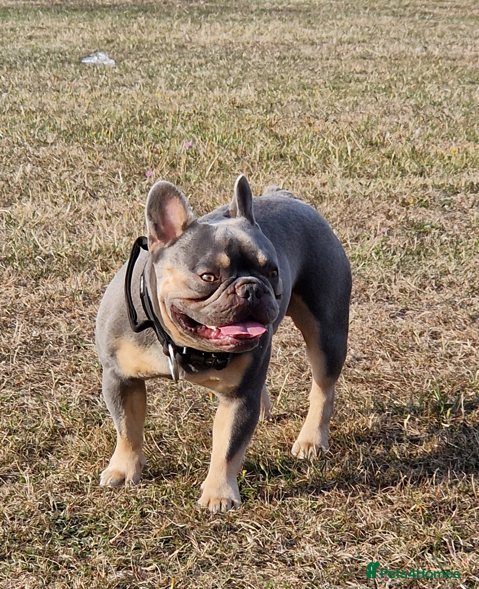 French Bulldog dogs for stud: French Bulldog stud - Advert 3