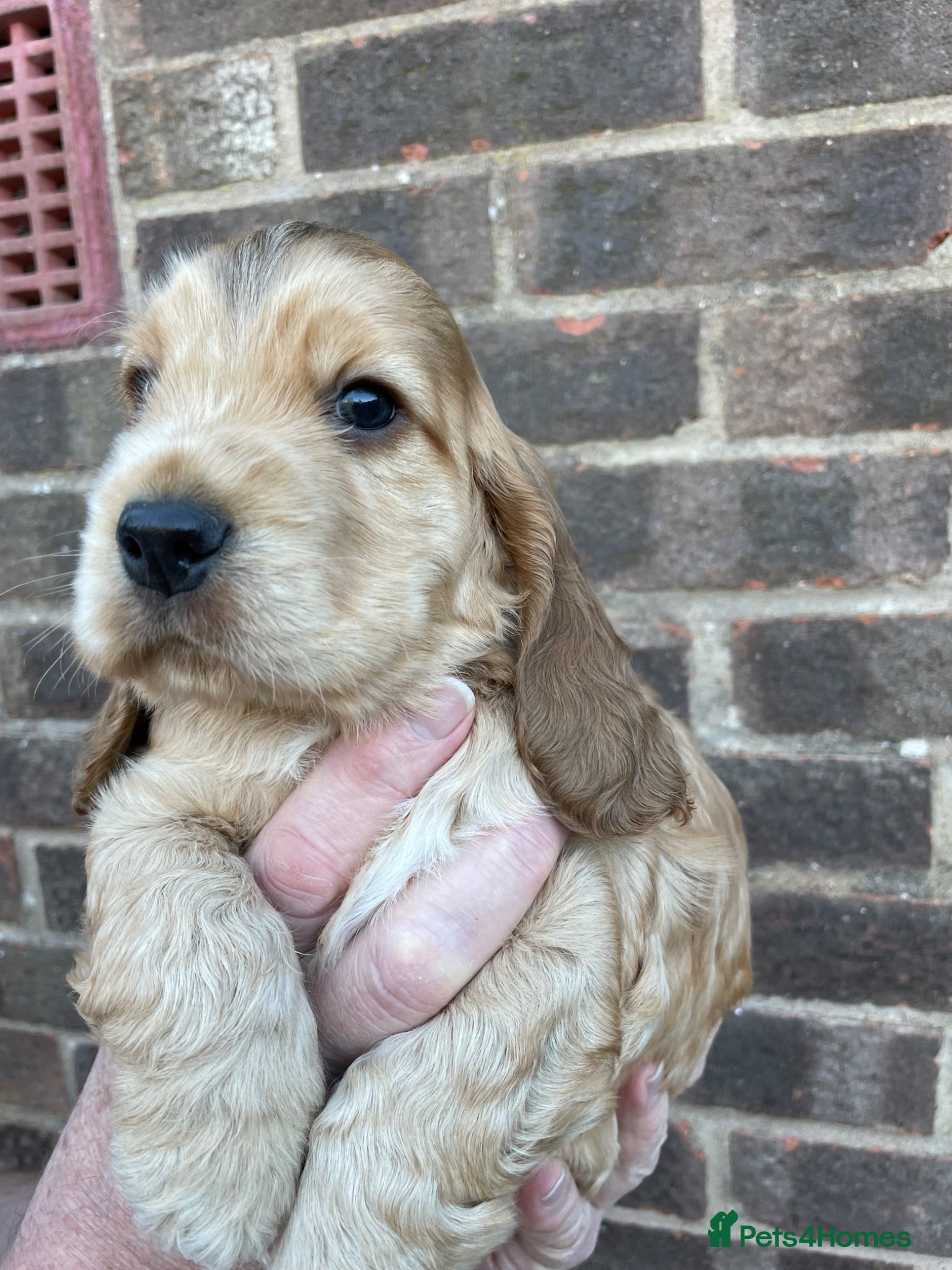 Cocker Spaniel dogs Beautiful Sable puppy  - Advert 1
