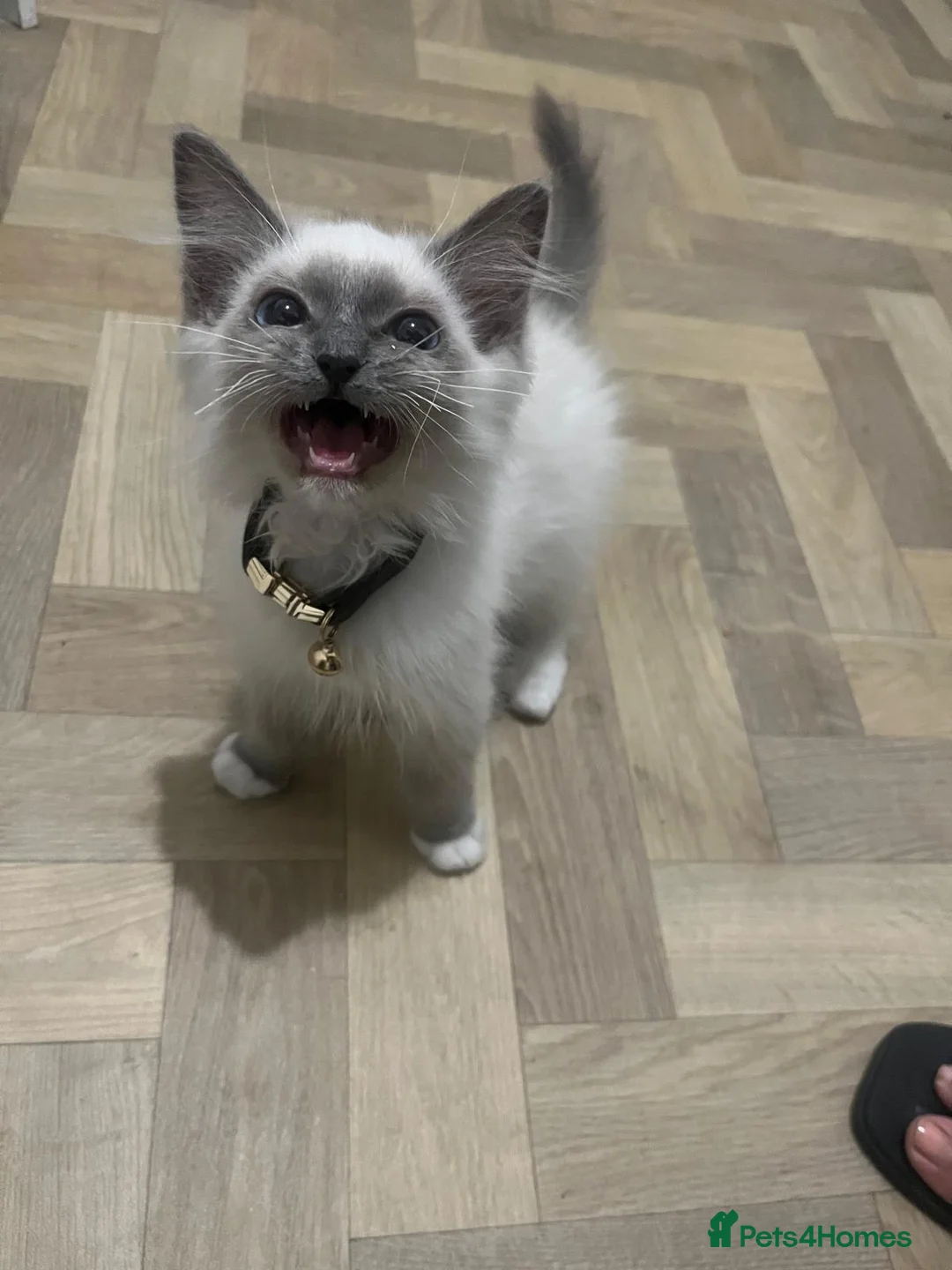 Ragdoll cats for sale: 🤩male ragdoll🤩 in Preston - Advert 2