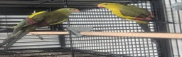 Parakeets birds for sale: Finches canarys doves parakeet  - Advert 12