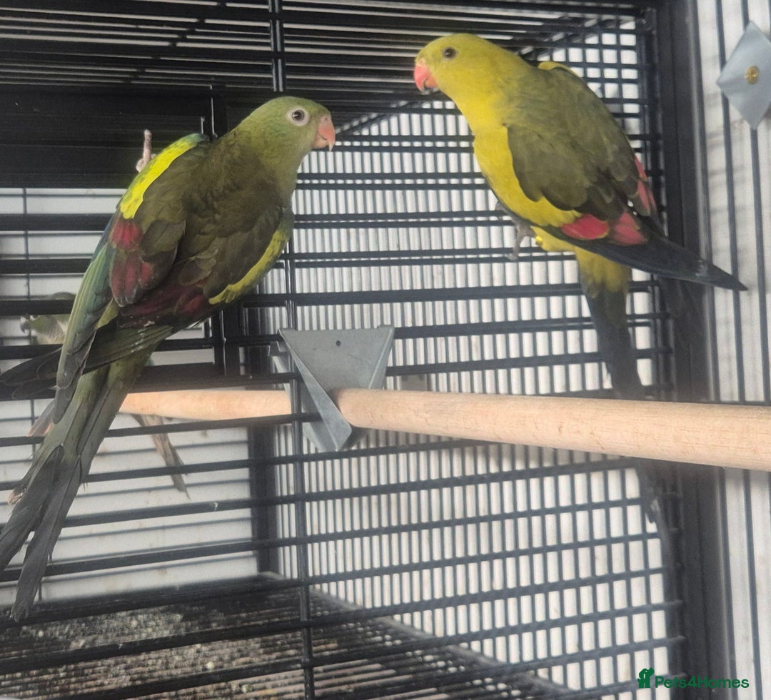 Parakeets birds for sale: Finches canarys doves parakeet  - Advert 12