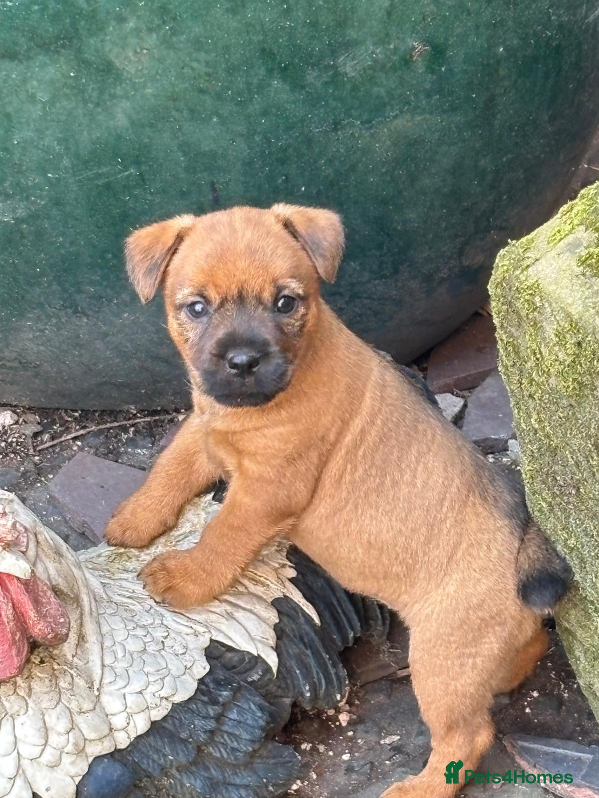 Mixed Breed dogs Cairn x jack russel - Advert 1