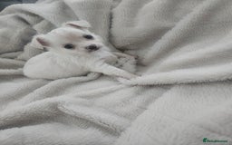 Chihuahua dogs for sale: Beautiful Chihuahua pups - Image 10